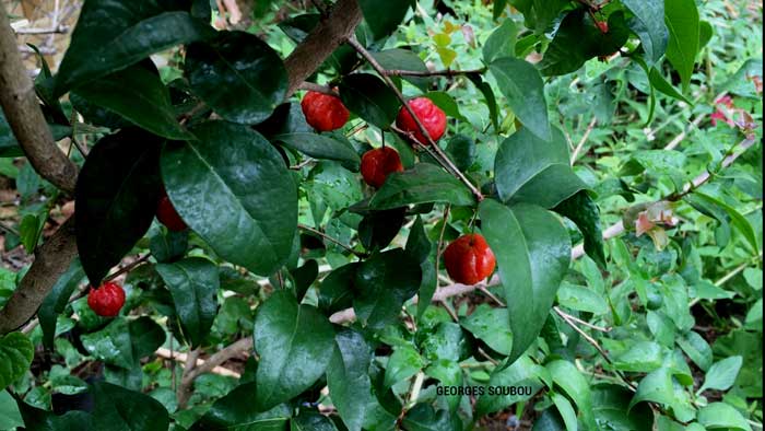 La pitanga ou cerise à côte -Eugenia uniflora L. Famille Myrtaceae.